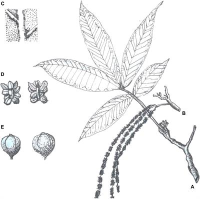 Flower Development of Heterodichogamous <mark class="highlighted">Juglans mandshurica</mark> (Juglandaceae)